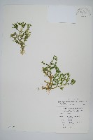 高雄卷柏藏品圖，第1張