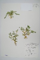 高雄卷柏藏品圖，第1張