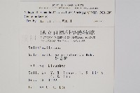 高雄卷柏藏品圖，第2張