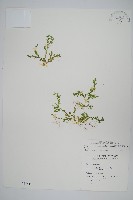 高雄卷柏藏品圖，第1張