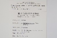 高雄卷柏藏品圖，第2張