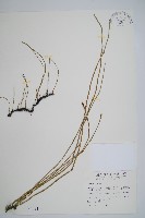 臺灣木賊藏品圖，第1張