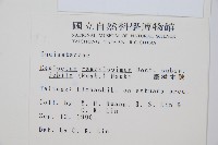 臺灣木賊藏品圖，第2張