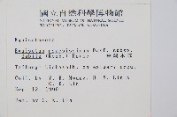 臺灣木賊藏品圖，第2張