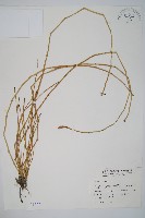 臺灣木賊藏品圖，第1張