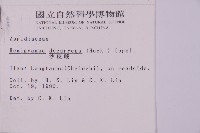 沙皮蕨藏品圖，第2張