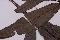 沙皮蕨藏品圖，第3張