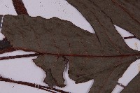 沙皮蕨藏品圖，第4張