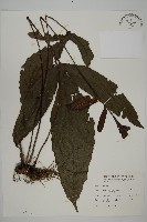 沙皮蕨藏品圖，第1張