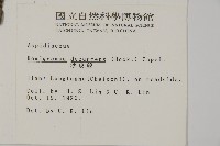 沙皮蕨藏品圖，第2張