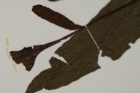 沙皮蕨藏品圖，第3張