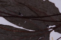 沙皮蕨藏品圖，第4張