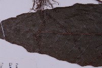 沙皮蕨藏品圖，第5張