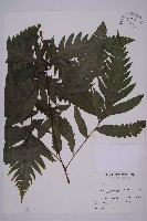 蛇脈三叉蕨藏品圖，第1張