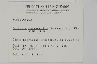 蛇脈三叉蕨藏品圖，第2張