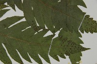 蛇脈三叉蕨藏品圖，第3張