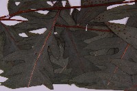 蛇脈三叉蕨藏品圖，第5張