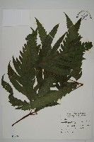 蛇脈三叉蕨藏品圖，第1張
