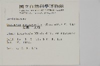蛇脈三叉蕨藏品圖，第2張