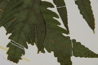 蛇脈三叉蕨藏品圖，第3張