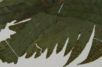 蛇脈三叉蕨藏品圖，第4張