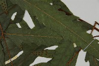 蛇脈三叉蕨藏品圖，第5張
