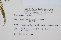 稀子蕨藏品圖，第2張