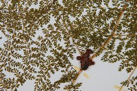 稀子蕨藏品圖，第3張