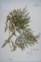 稀子蕨藏品圖，第1張