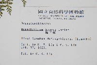 稀子蕨藏品圖，第2張