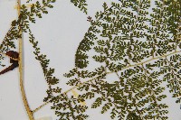 稀子蕨藏品圖，第3張