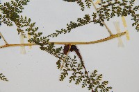 稀子蕨藏品圖，第4張
