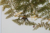 稀子蕨藏品圖，第5張