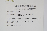 疏葉卷柏藏品圖，第2張