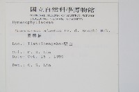 團扇蕨藏品圖，第2張