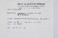 海州骨碎補藏品圖，第2張