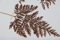 海州骨碎補藏品圖，第3張