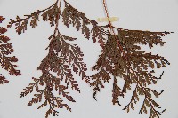 海州骨碎補藏品圖，第4張