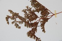 海州骨碎補藏品圖，第5張