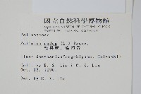 松葉蕨藏品圖，第2張