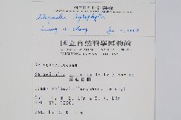 膜葉卷柏藏品圖，第2張