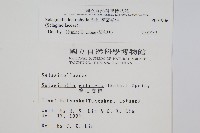 膜葉卷柏藏品圖，第2張