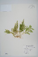 異葉卷柏藏品圖，第1張