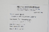 異葉卷柏藏品圖，第2張