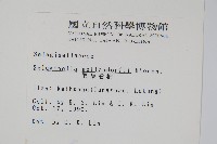 異葉卷柏藏品圖，第2張