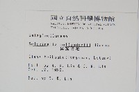 異葉卷柏藏品圖，第2張