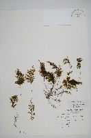 細葉蕗蕨藏品圖，第1張