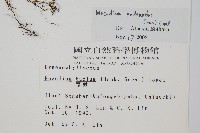 細葉蕗蕨藏品圖，第2張