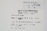 細葉蕗蕨藏品圖，第2張