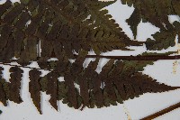 德氏雙蓋蕨藏品圖，第5張